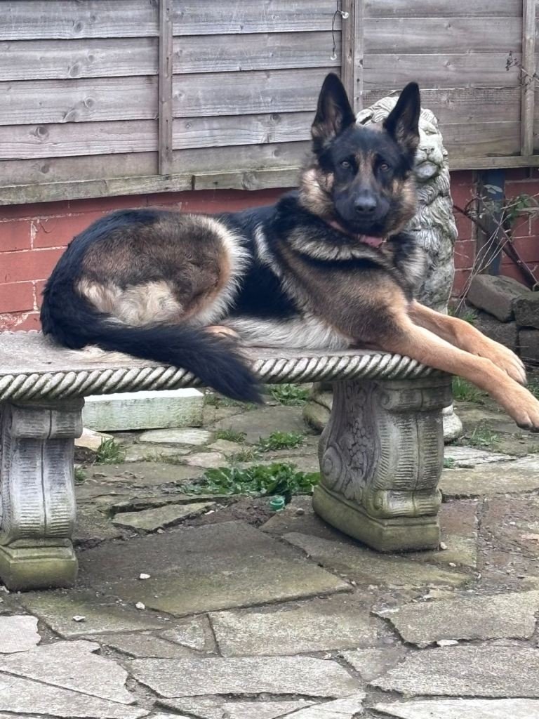 German Shepherd Cash Only