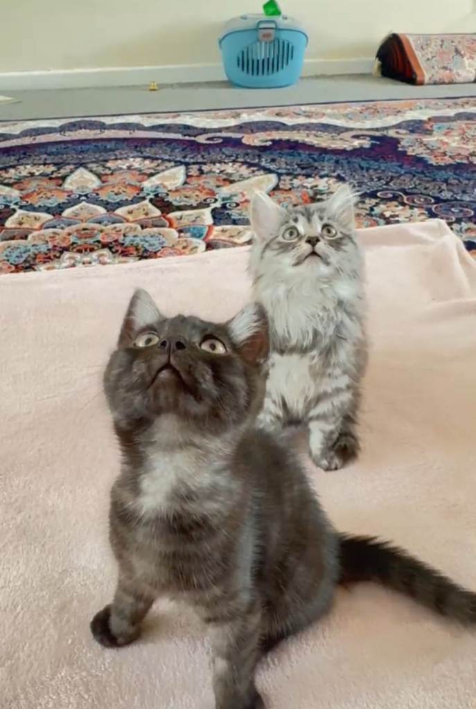 Kittens  British Longhair and An American Shorthair 