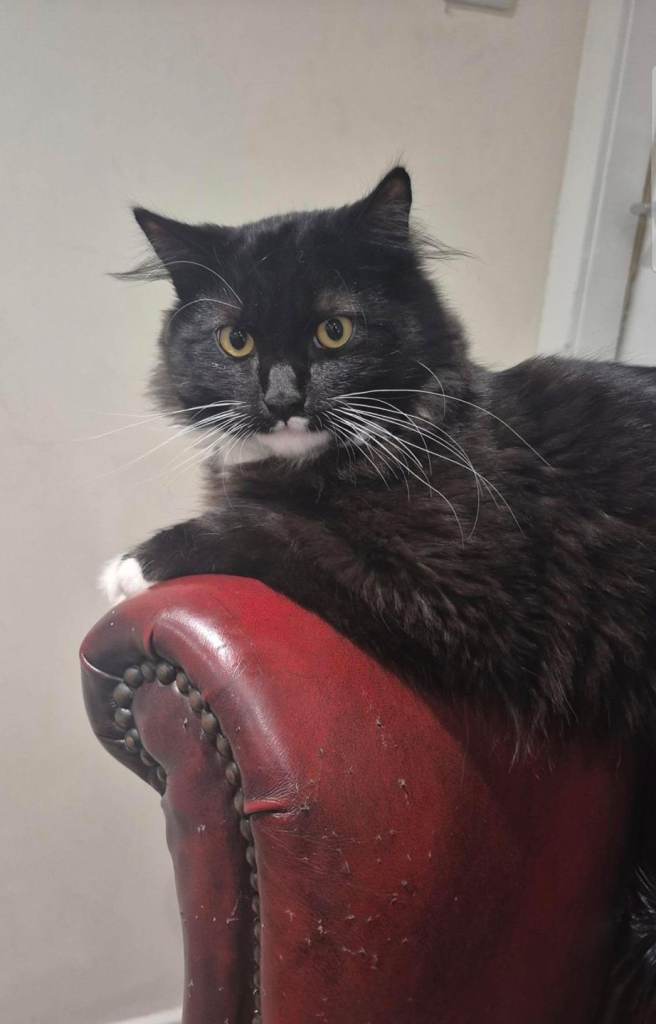 Cat rehoming