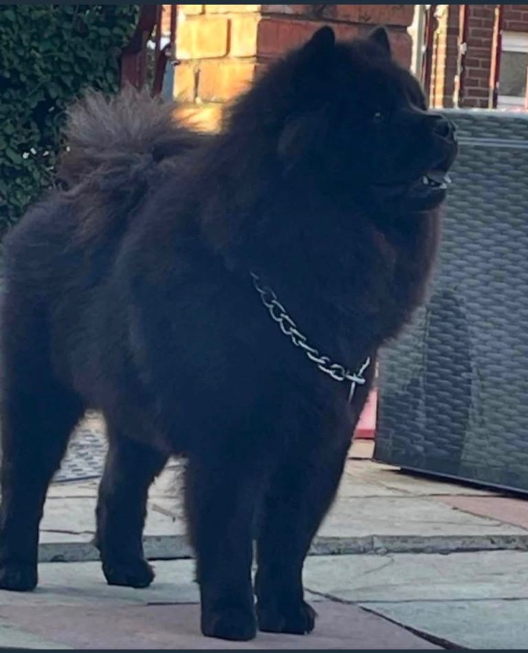 Male chow chow pup 