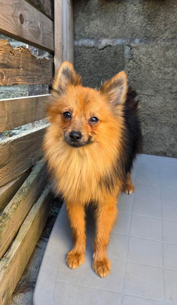 Special Sweetheart Seeking a Patient Forever Home