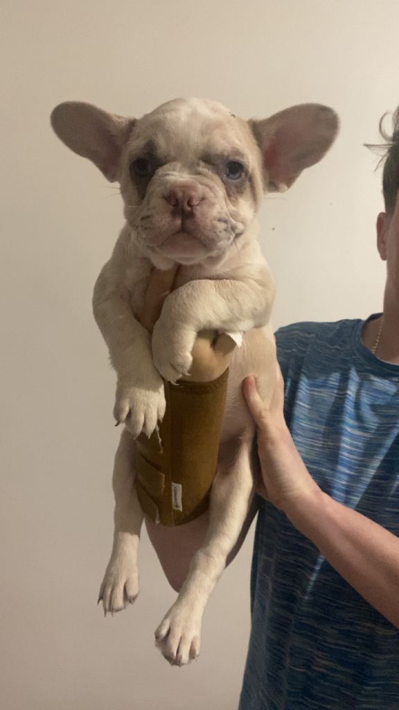 🐾 10 weeks tomorrow . 2 puppies left -  French Bulldog Puppies 