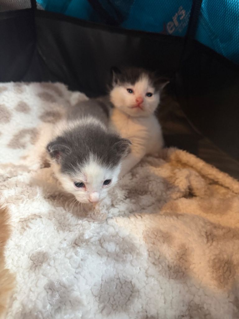Kittens for sale