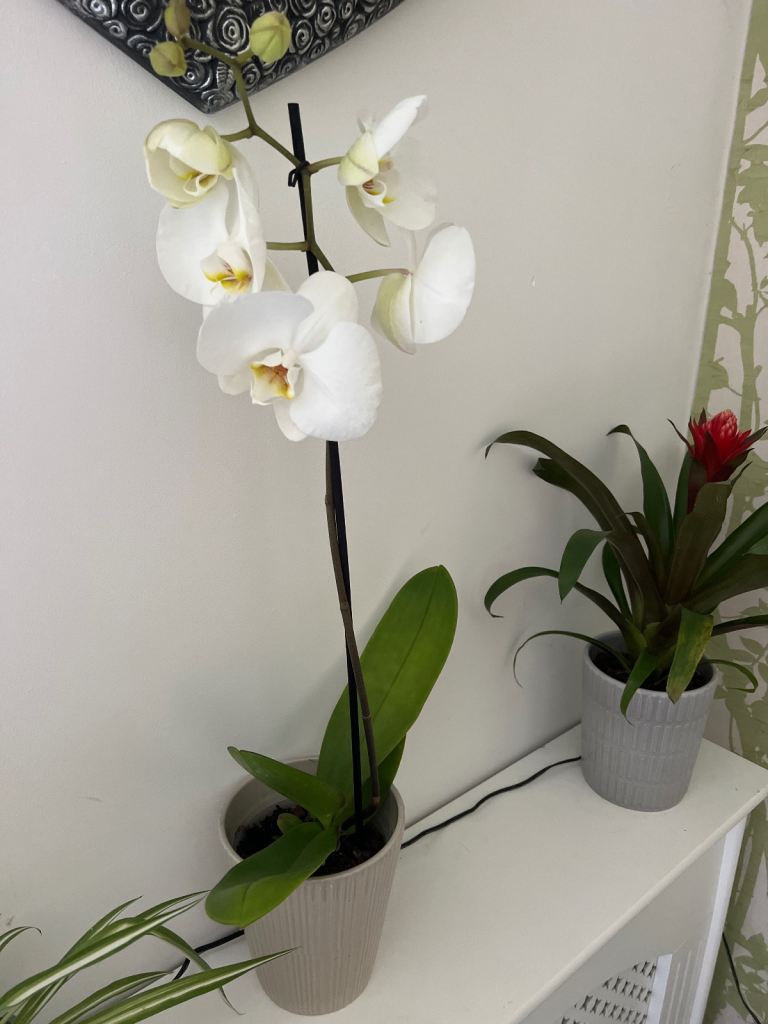 Stunning Orchid Plant - Brand New, Ready to Bloom