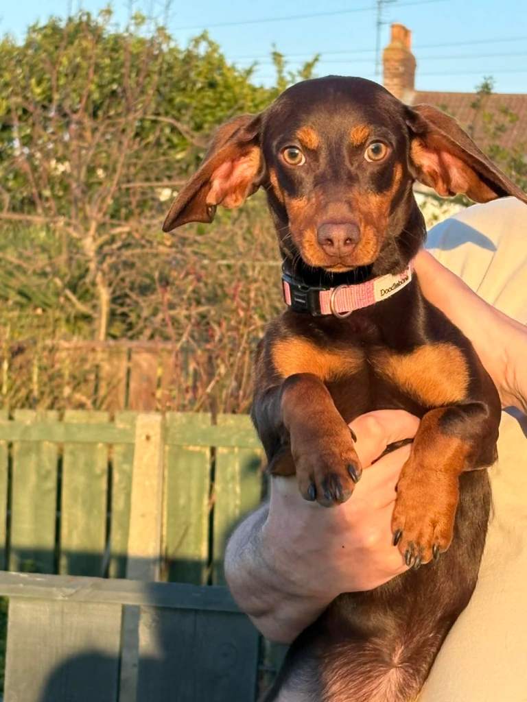 Miniature dachshund (Wilmer)