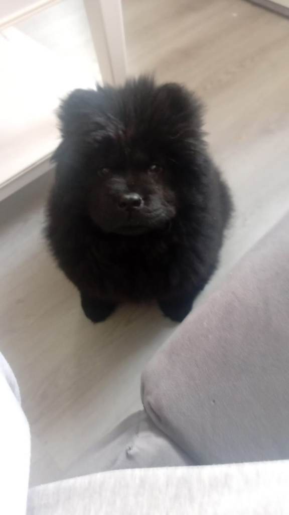 Chow chow puppy 