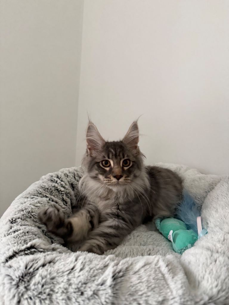 Mainecoon kitten 