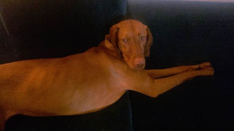 Hungarian Vizsla - 18 months old