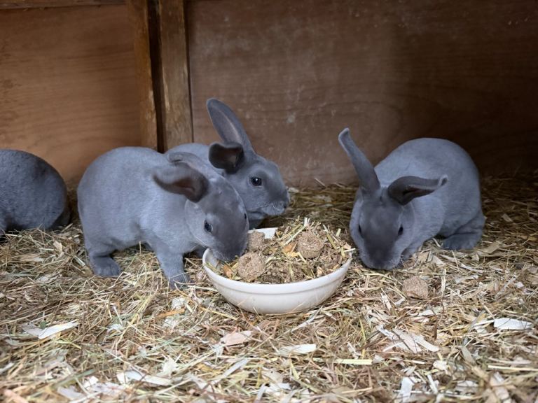 Beautiful Baby Blue Mini Rex For Sale 