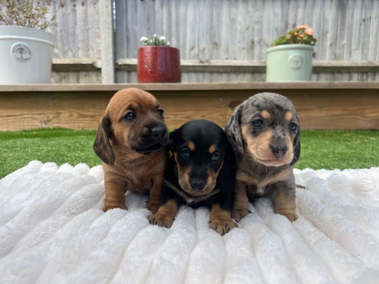 Miniature dachshunds for sale