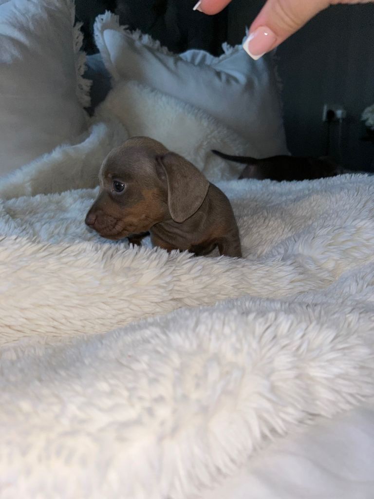Miniature Dachshund Babies 