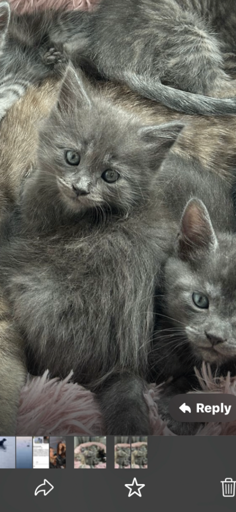Mainecoon cross