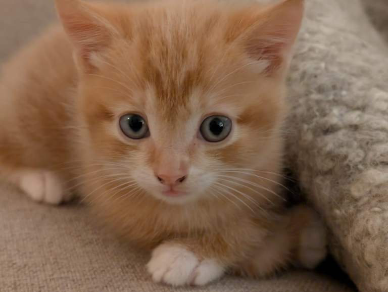  Adorable ginger tabby kitten looking for a loving home