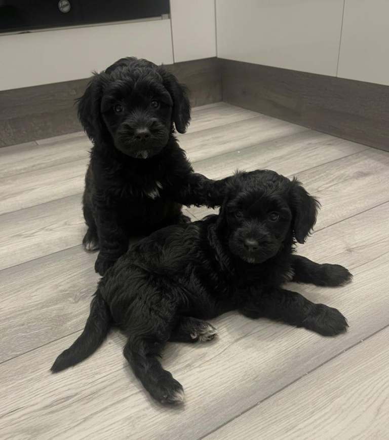 Cockapoo Puppies 