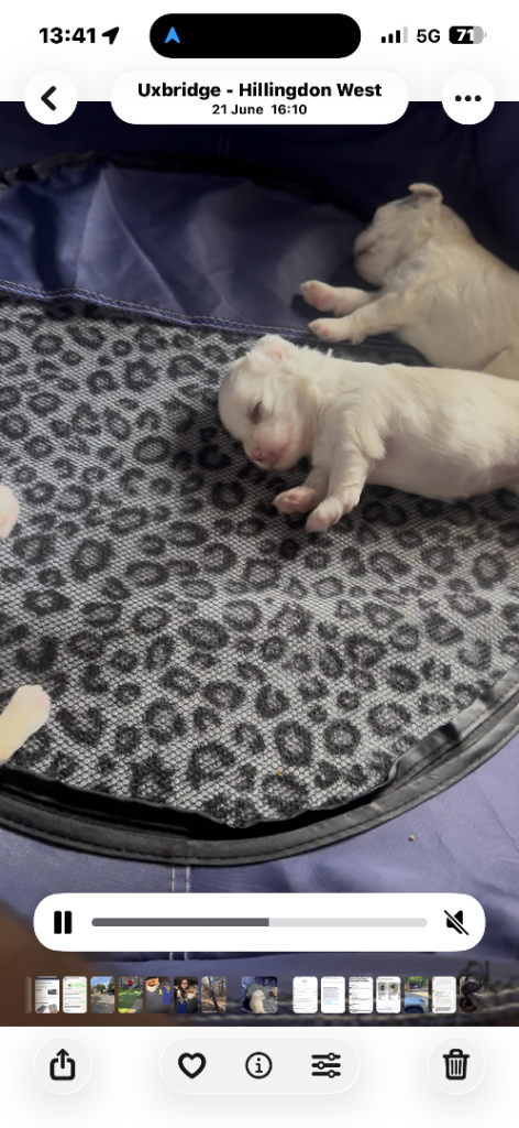 Two female puppies to rehome 