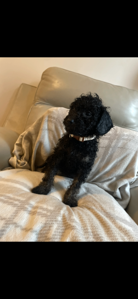 Miniature poodle puppies 