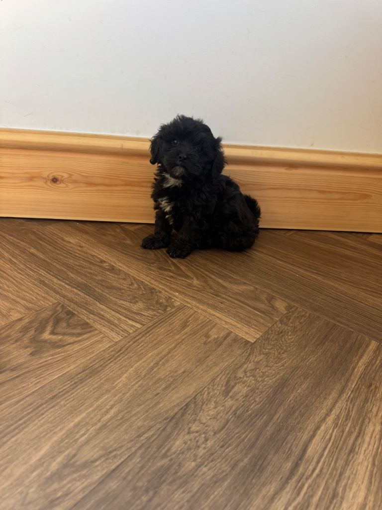 Puppy 