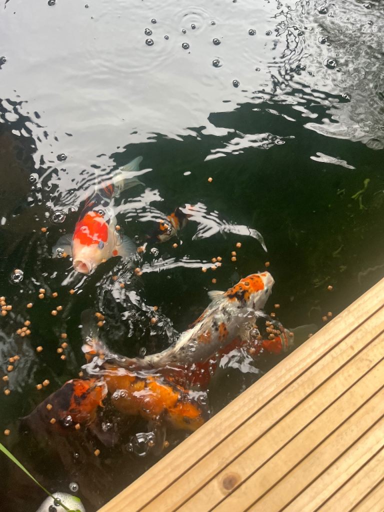 Koi for sale. Need to make room for some smaller growers 