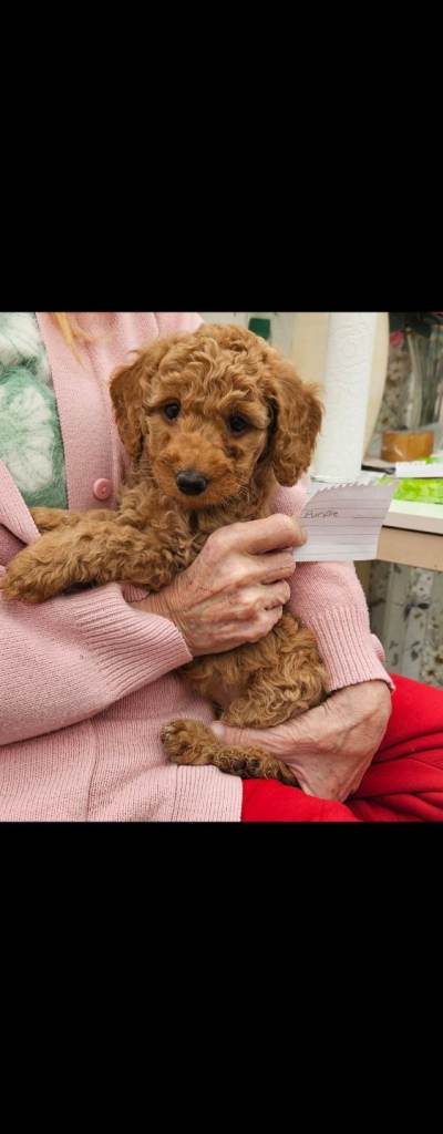 Minature poodle puppies 1 girl left