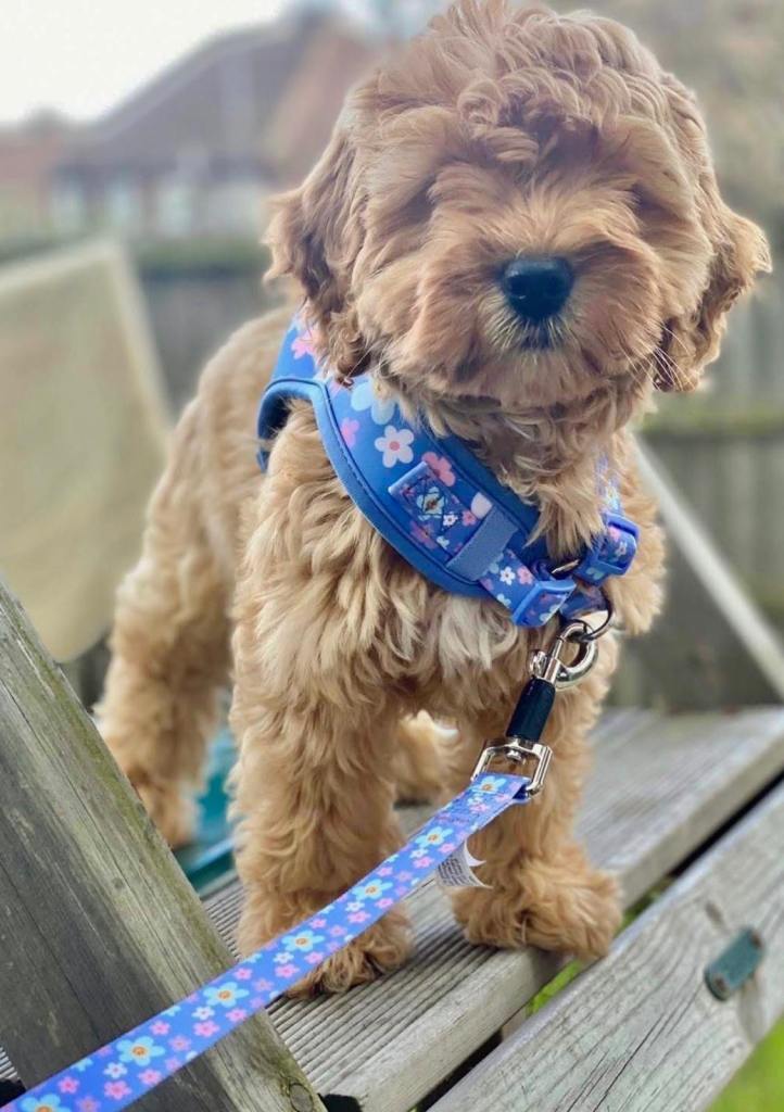 Reduced, Ready and Beautiful Cockapoo Girls