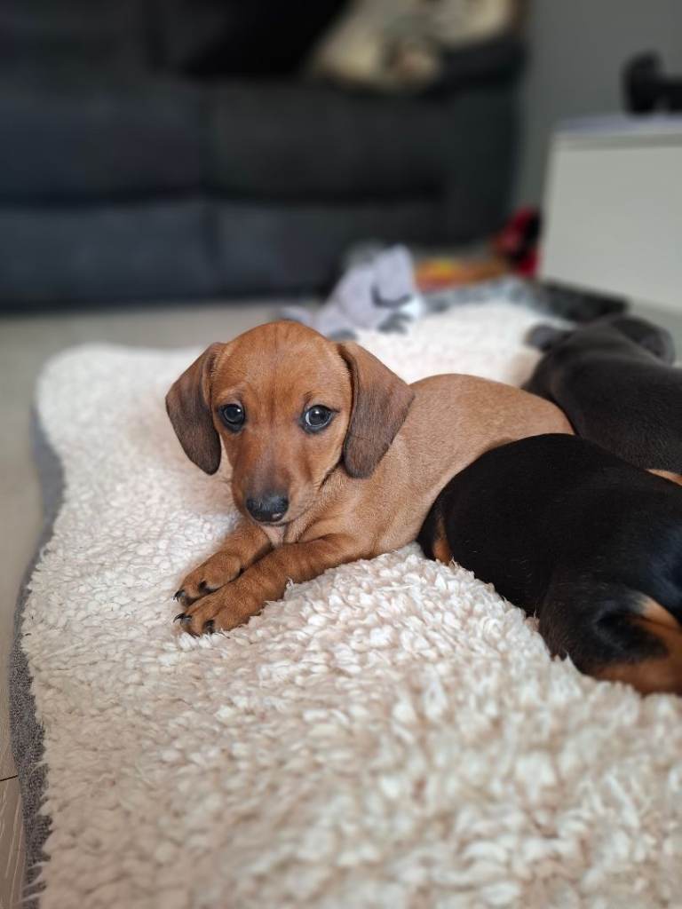 Miniature Dachshund Cross dachshund Jack Russell Puppies 
