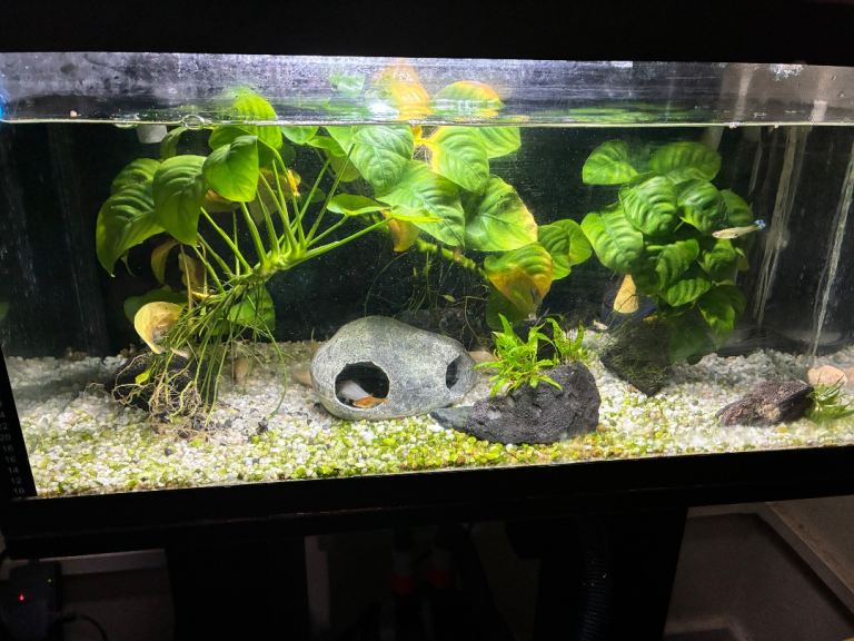Aqual leddy 60 day night 