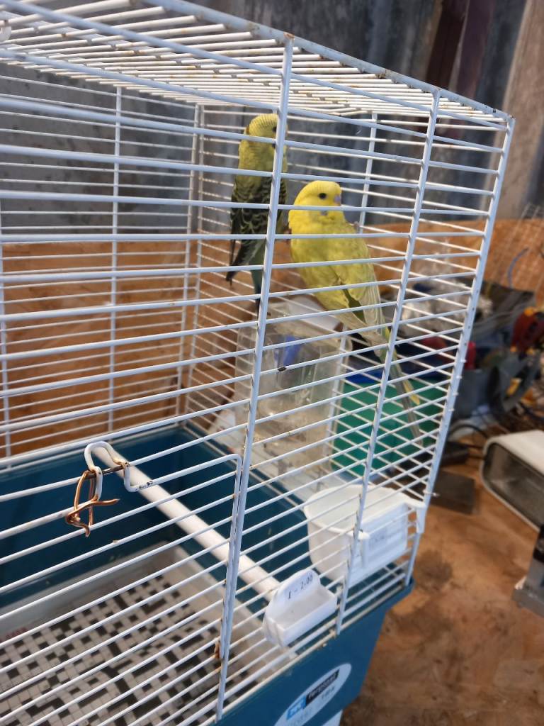 Birds for sale 