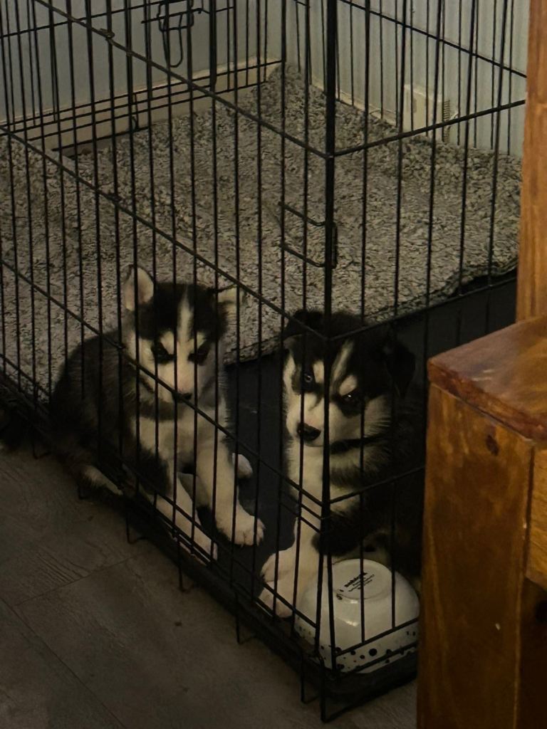 Two husky puppies one male one female for sale 