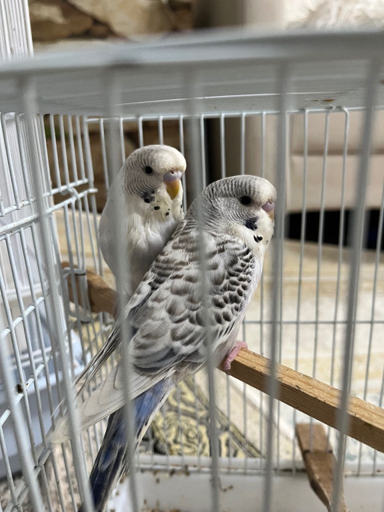 Pair budgies 