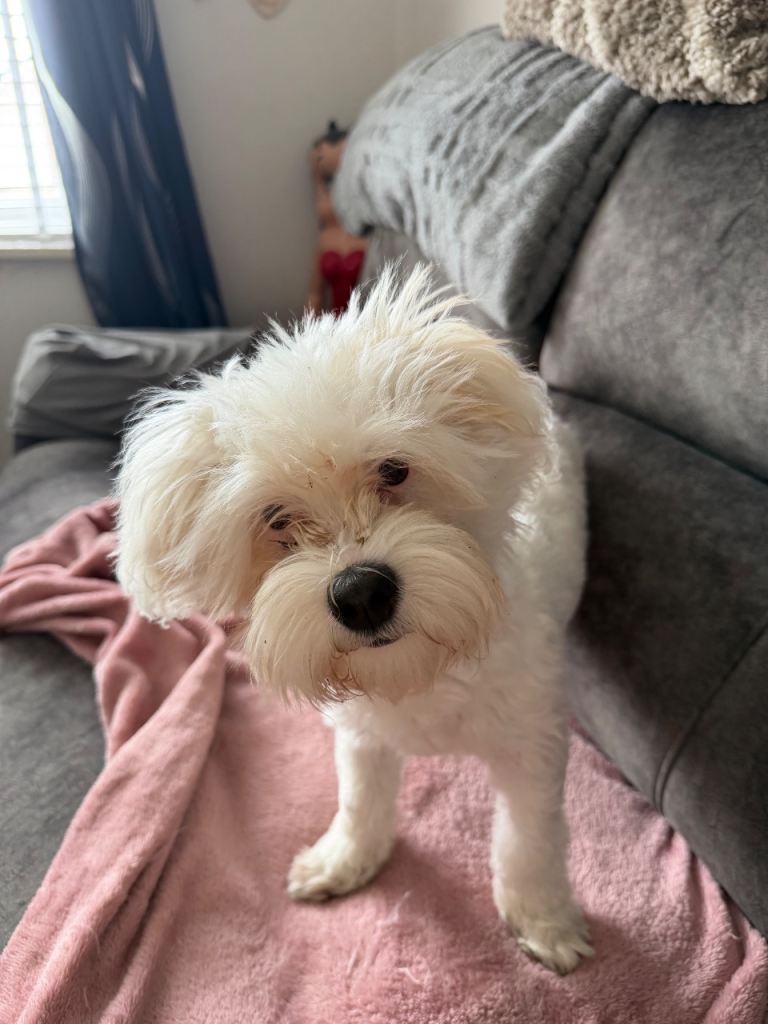 Bishon frise