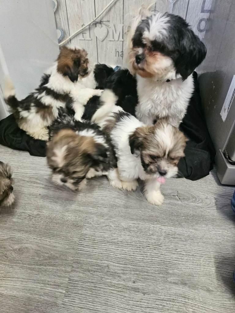 Lhasa pups for sale