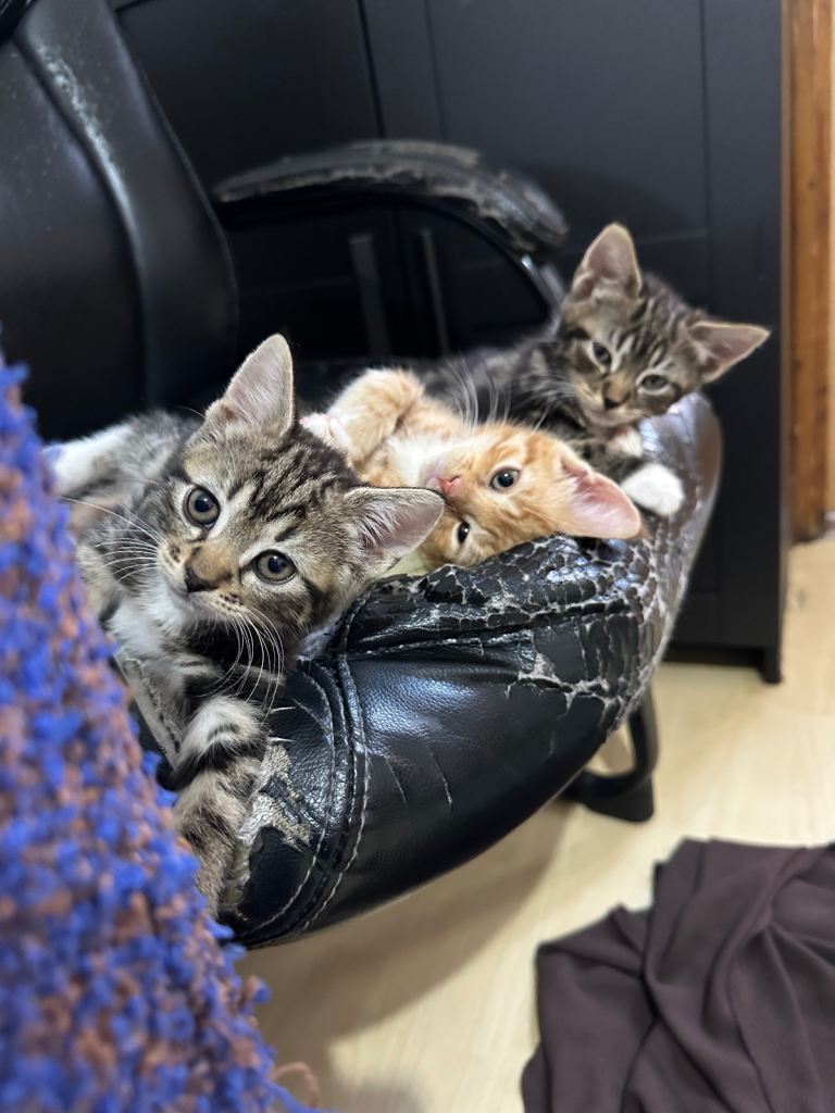 Adorable Kittens Looking for Their Forever Homes 🐾