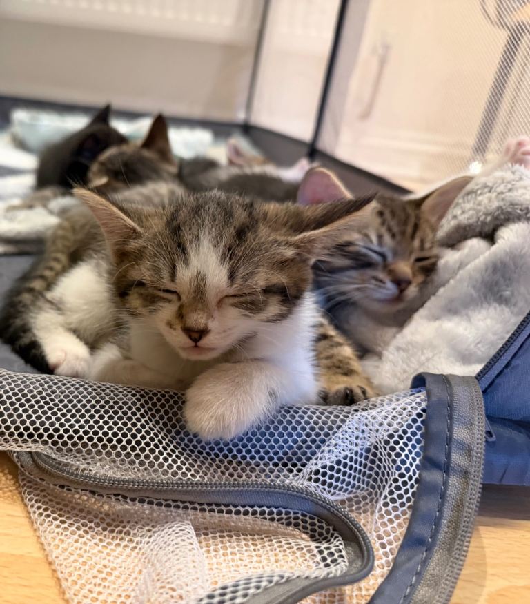 3 x kittens for sale 
