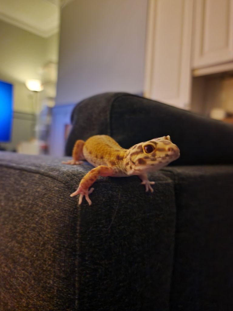 Leopard Gecko – 4 Years Old – Friendly – Full Setup Included