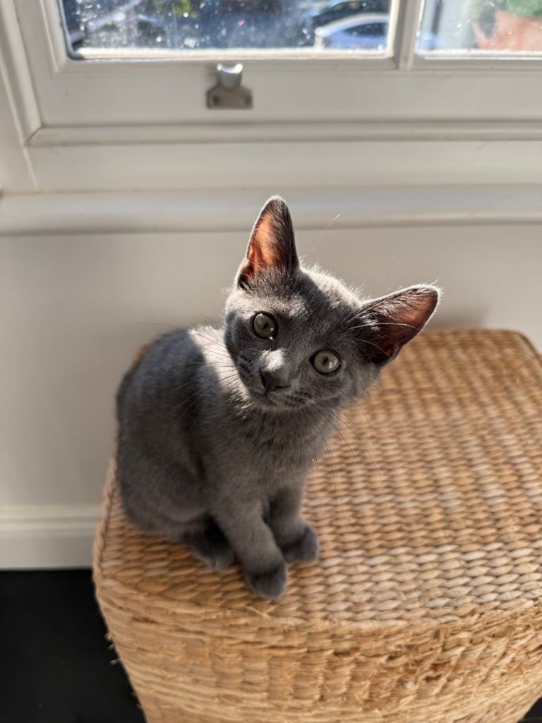 Gone! Russian Blue Kittens left | Friendly, Playful & Ready Now