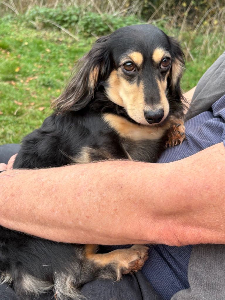 Miniature Long Haired Dachshund Puppies
