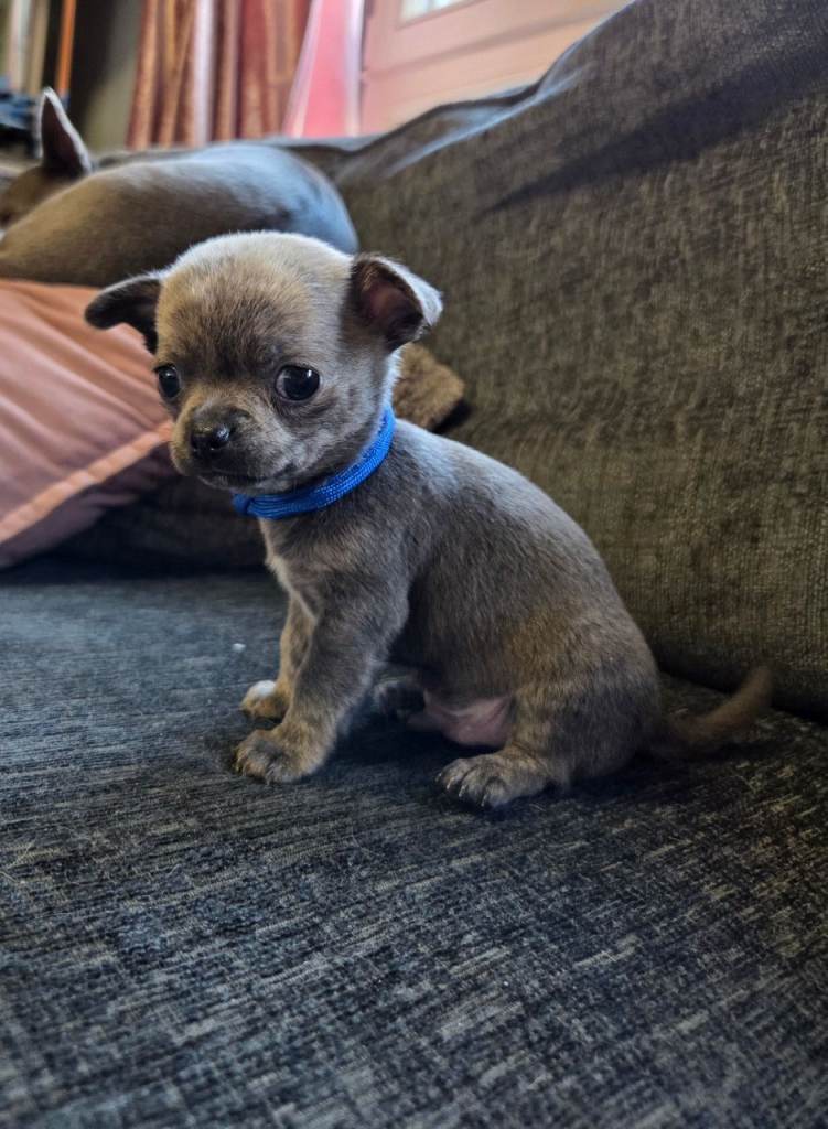 Male Pedigree Chihuahua Puppy 
