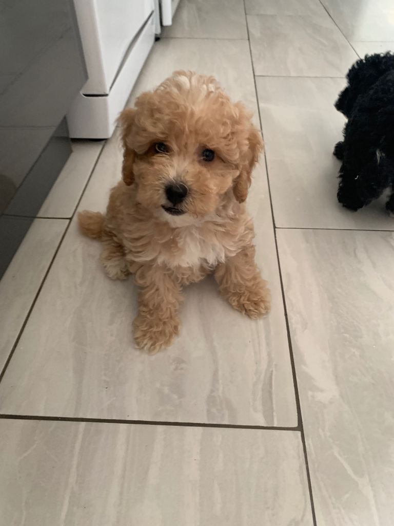  Cockapoo puppies DNA/BVA TESTED 