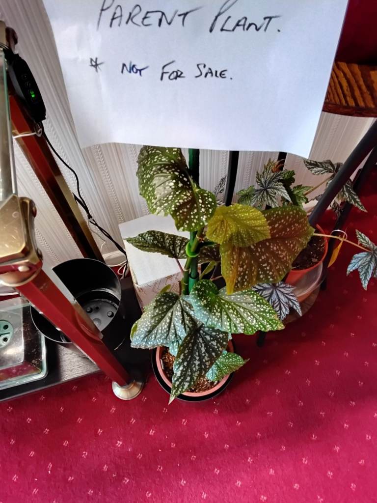 PLANT. BEGONIA CORALLINA de LUCERNA. HOUSEPLANT.