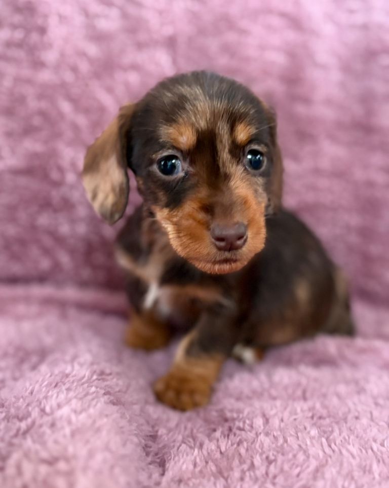 Kc registered miniature wire haired dachshunds 