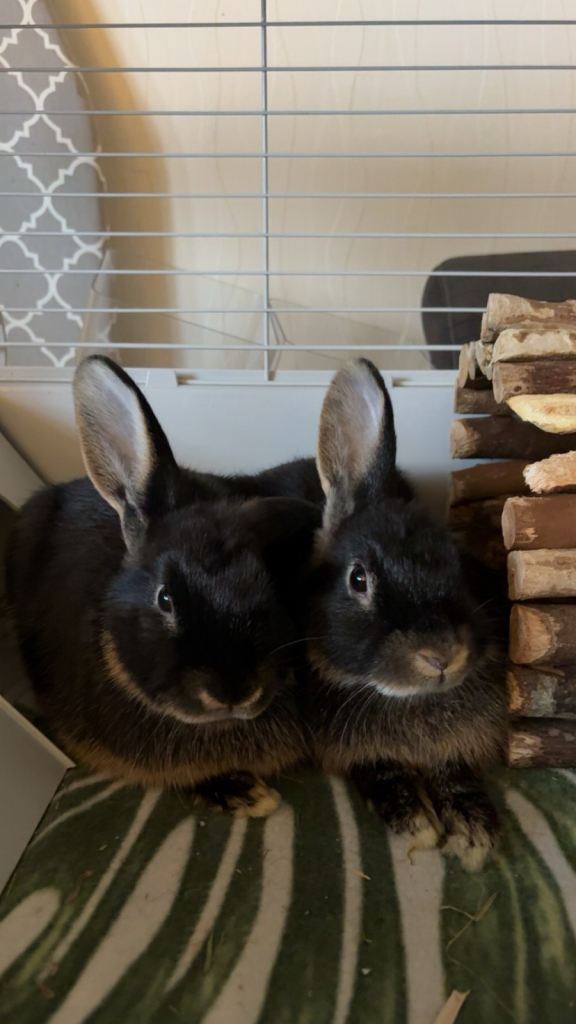 2 x baby lionhead x lop male rabbits