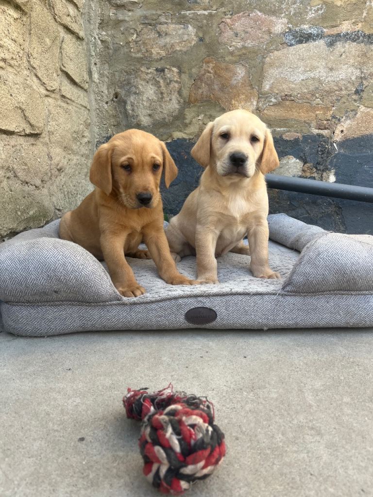 One deep red puppy available 