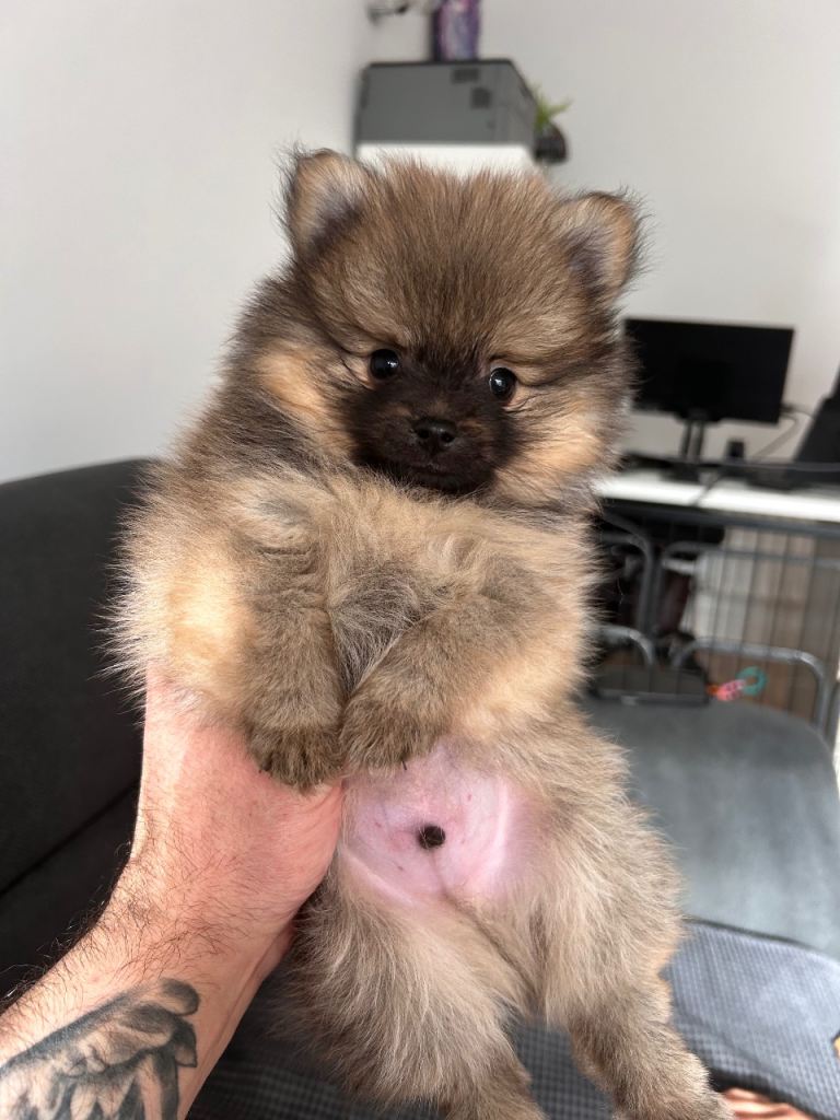 Pomeranians