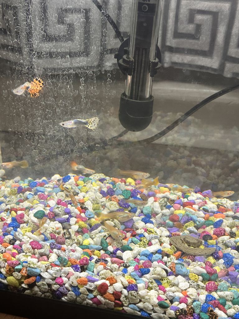 Guppies 