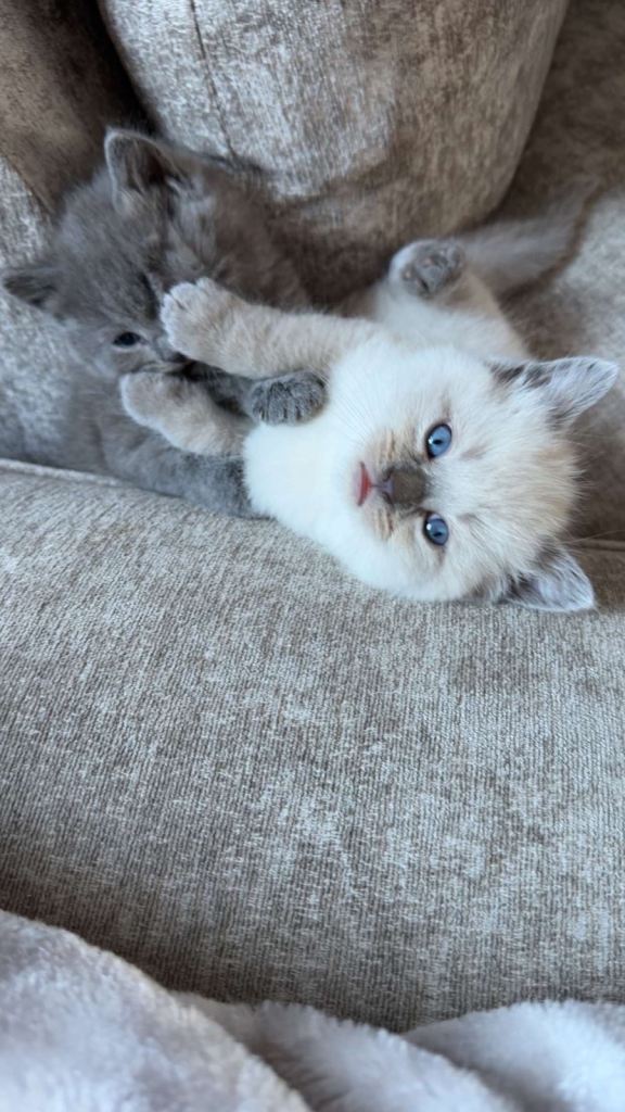 Half British Short Hair Kitten for Sale