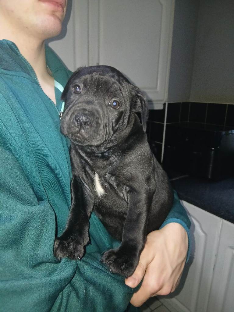 Bullstaff puppies 