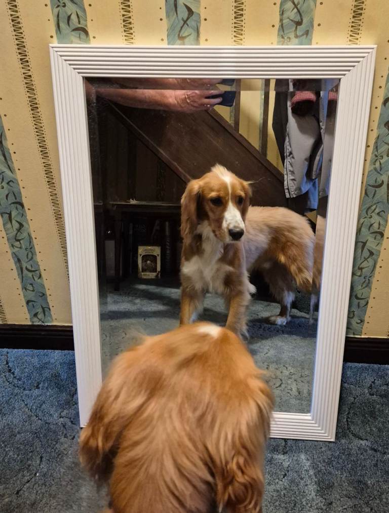 White Framed Mirror – Good Condition Free for pickup  .