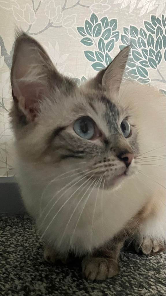 Ragdoll