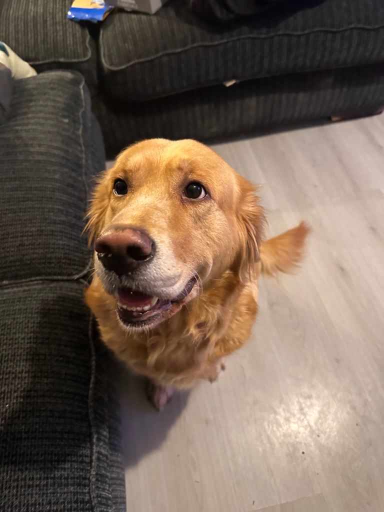 Beautiful girl looking for a new home