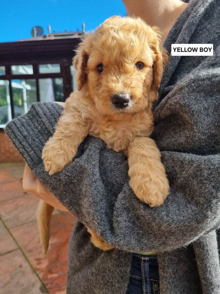🐾PREMIUM F2b GOLDENDOODLE PUPPIES 🐾 (Glenrothes)